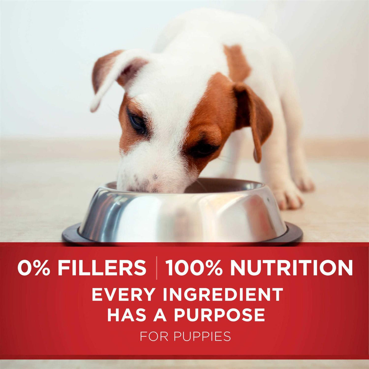 Dry Dog Food F149843