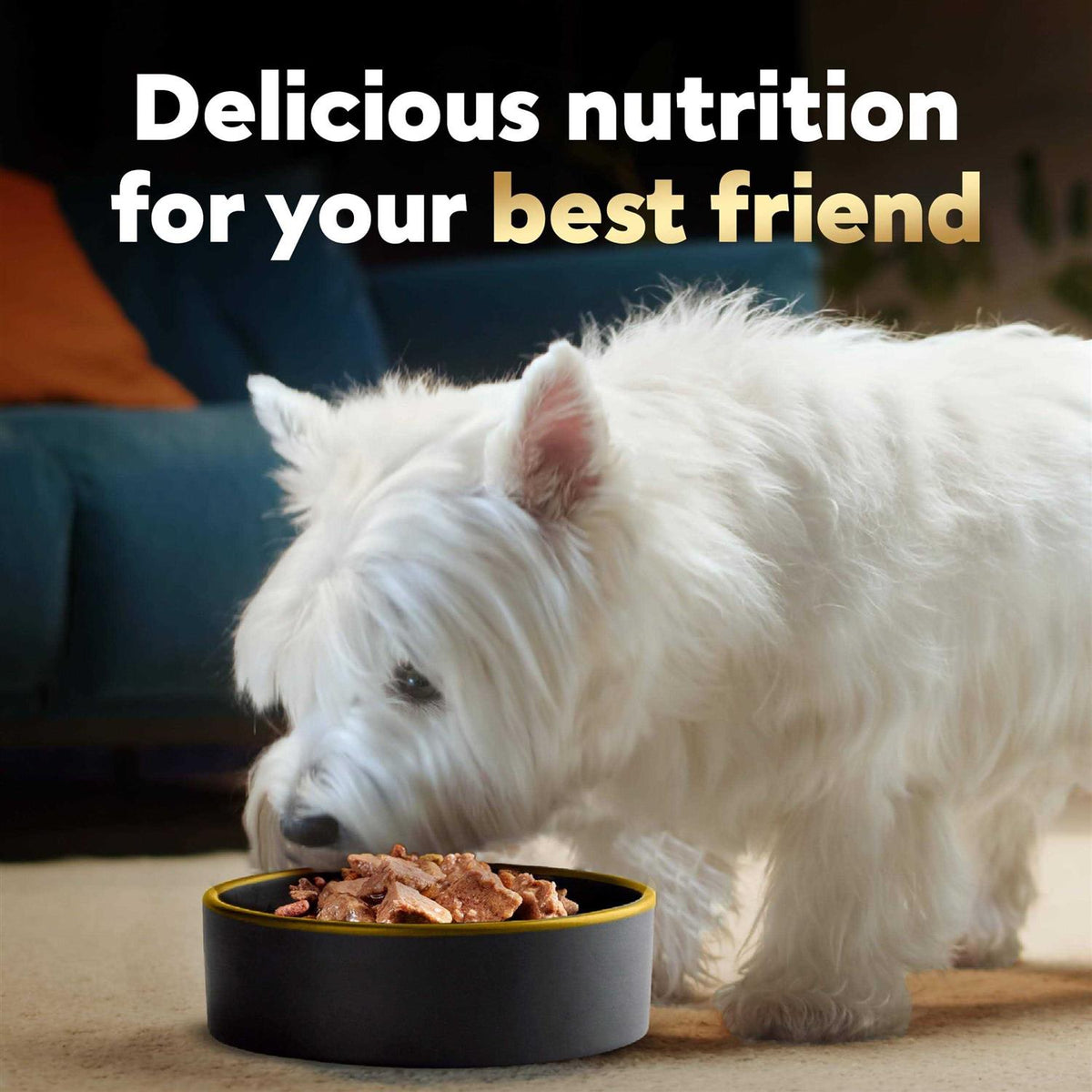 Wet Dog Food Variety Pack T151