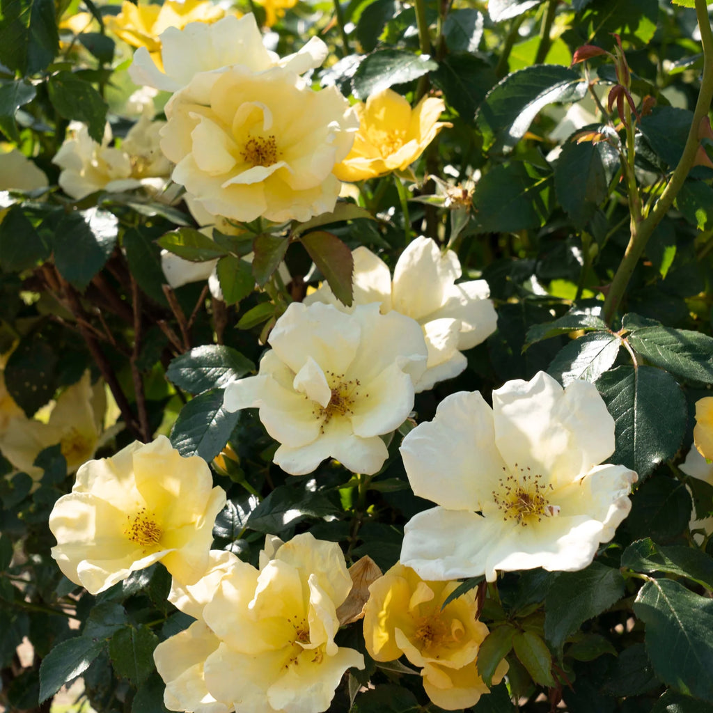 Rose Plant with Yellow Blooms 1 Gallon N944
