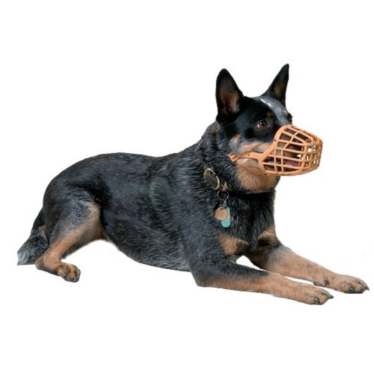 Muzzle I792