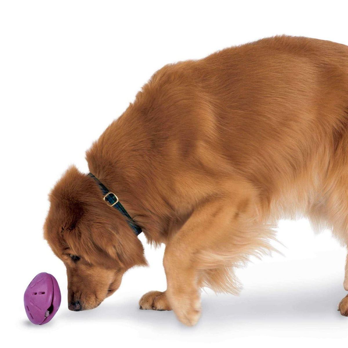 Dog Toy G320468
