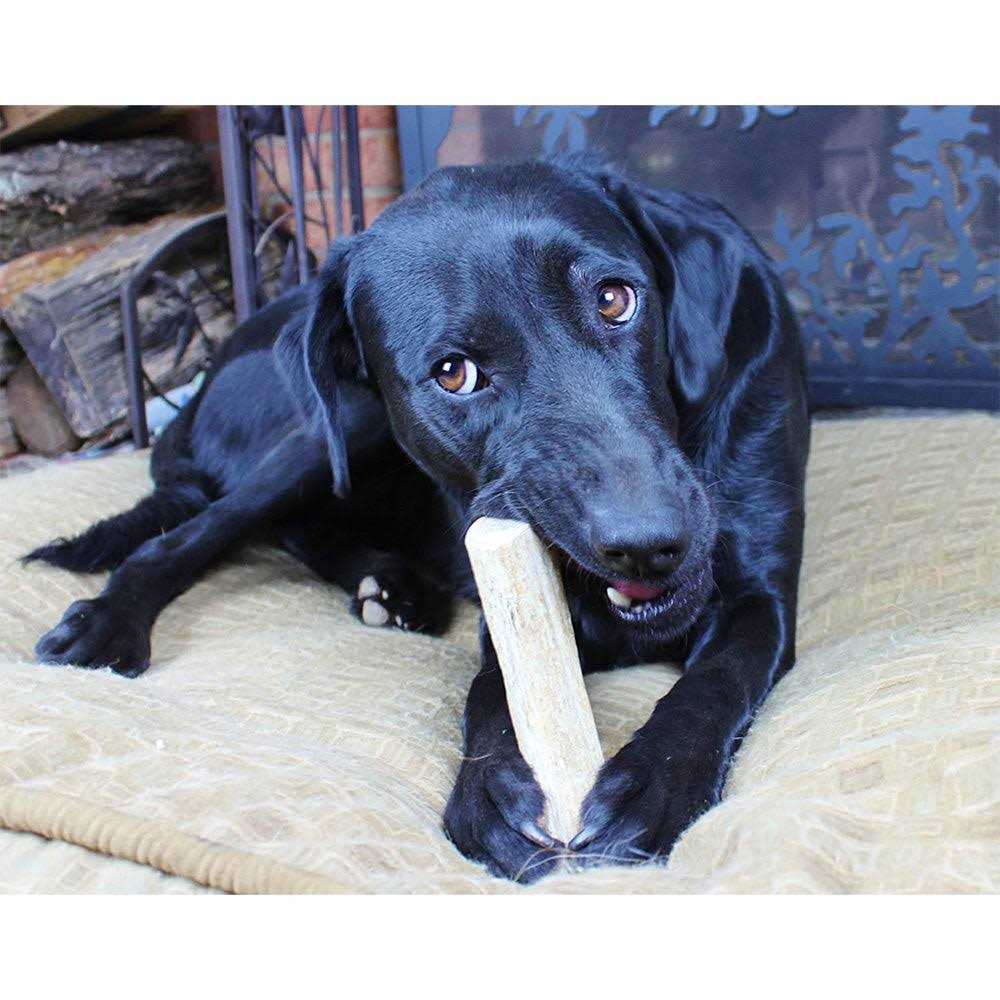 Elk Antlers for Dogs T37568