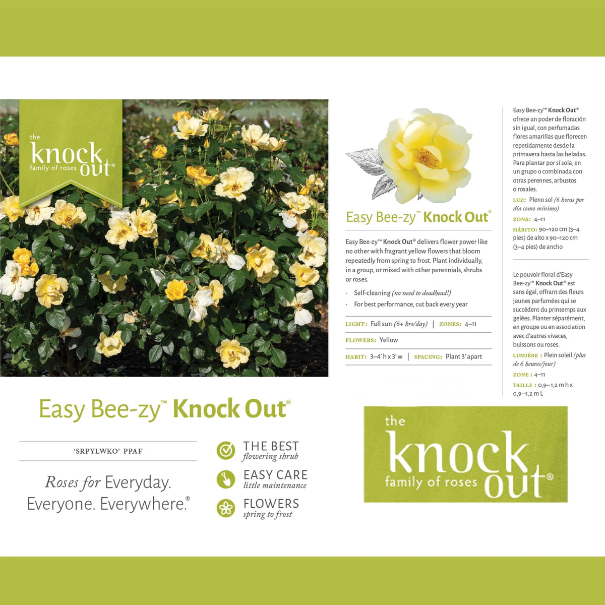Rose Plant with Yellow Blooms 1 Gallon N944