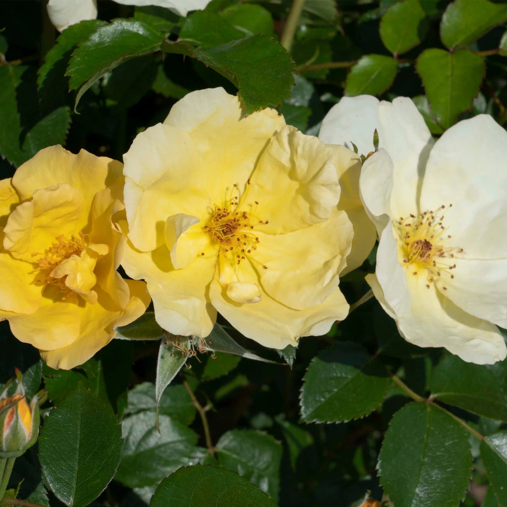 Rose Plant with Yellow Blooms 1 Gallon N944