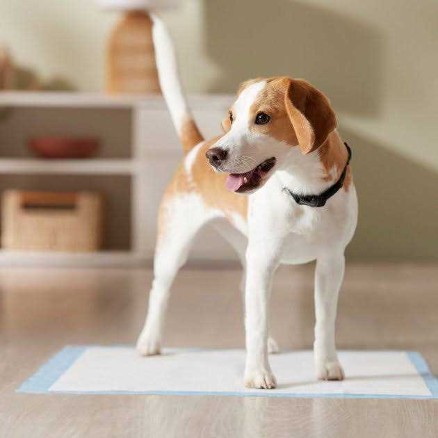 Training Potty Pads F1895