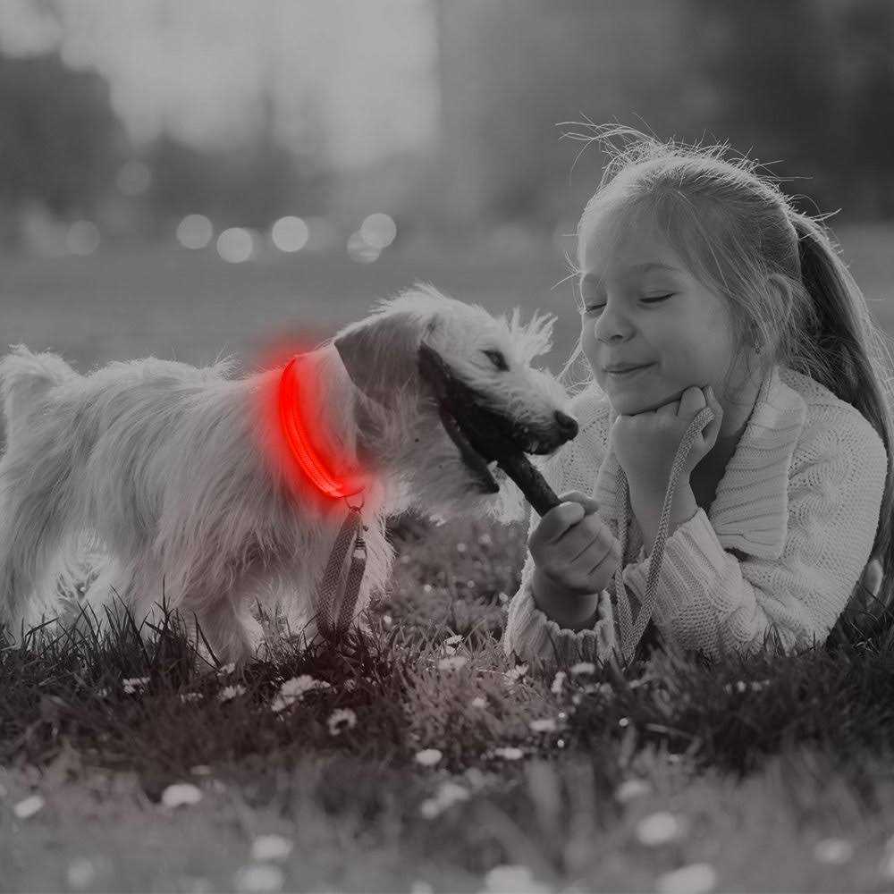 Light Rechargeable LED Dog Collar I69299
