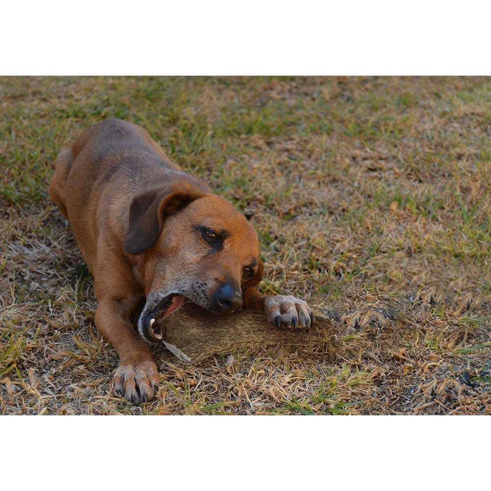 Elk Antlers for Dogs T37568