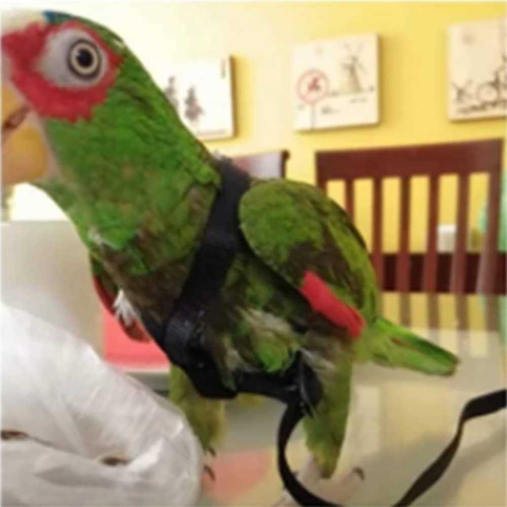 Adjustable Bird Harness and Leash B81862