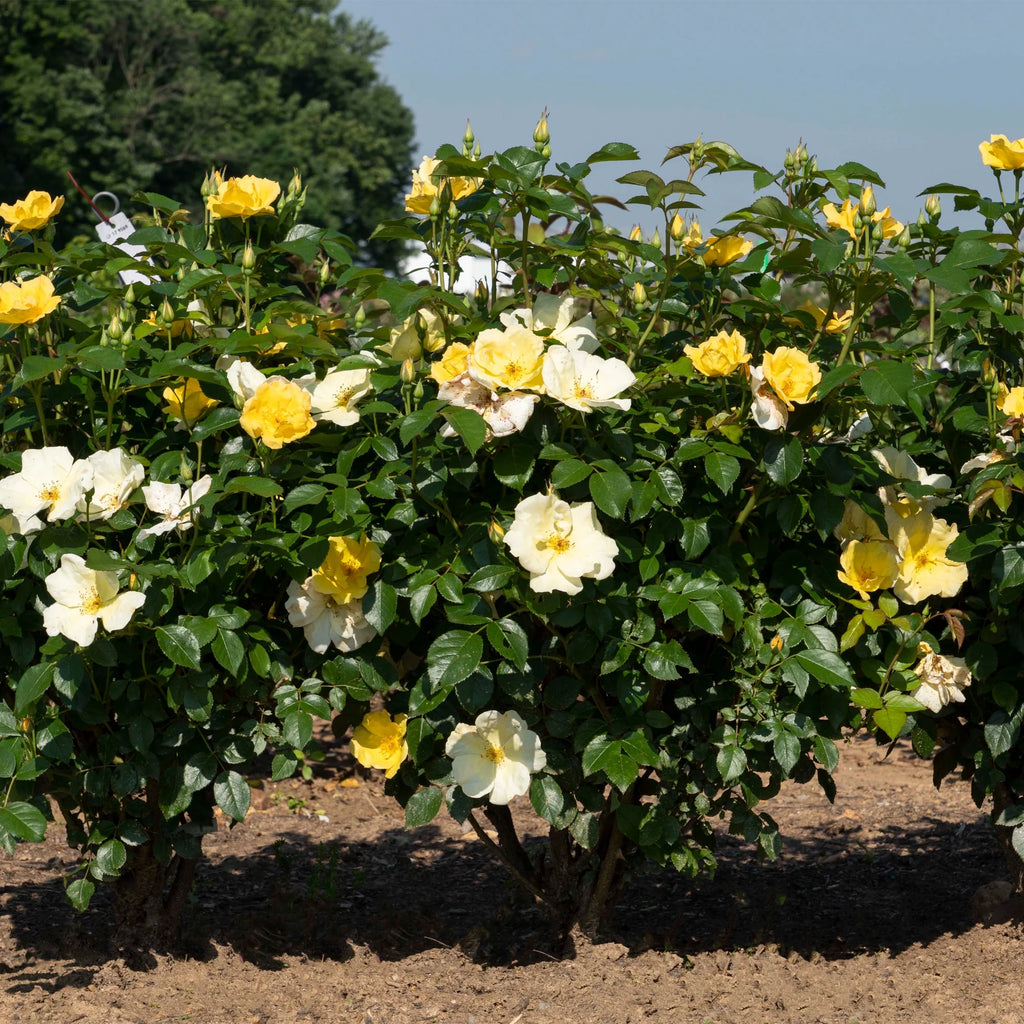 Rose Plant with Yellow Blooms 1 Gallon N944