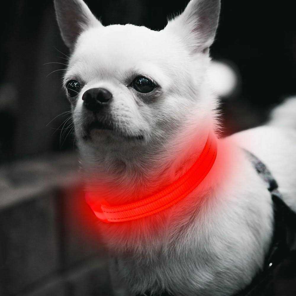 Light Rechargeable LED Dog Collar I69299