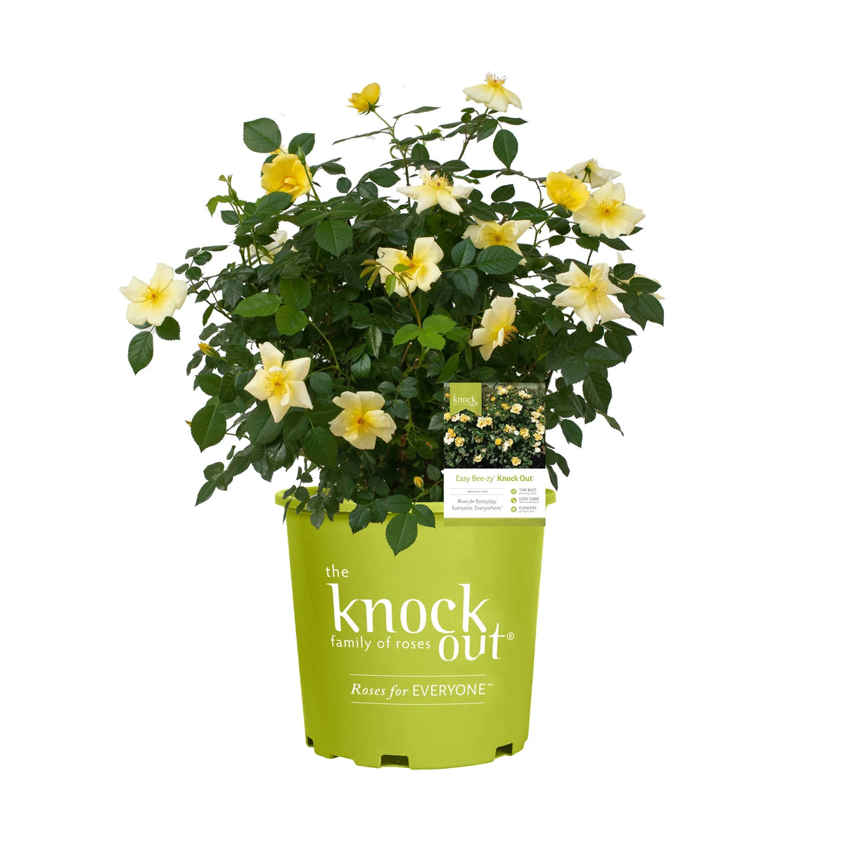 Rose Plant with Yellow Blooms 1 Gallon N944