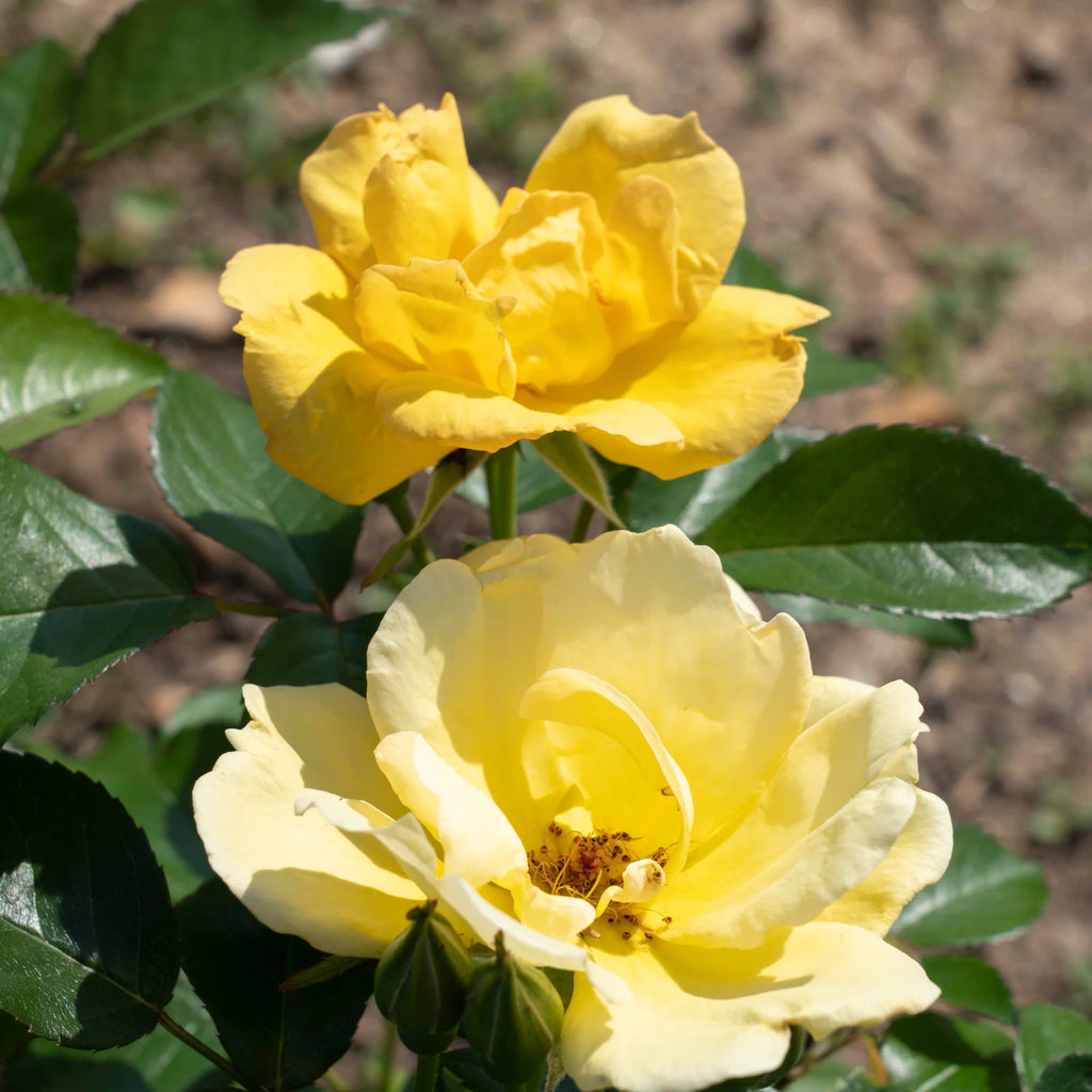 Rose Plant with Yellow Blooms 1 Gallon N944