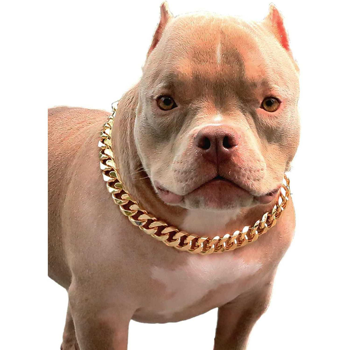 Gold Chain Cuban Link Dog Collar V924
